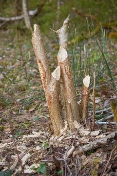 Broken tree trunk with traces of beaver teeth, vertical Stock Photos