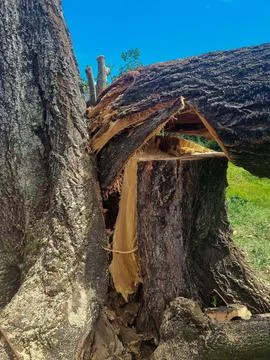 Broken tree trunk under blue sky Stock Photos
