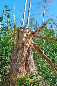 A broken tree trunk which has broken apart Foto stock