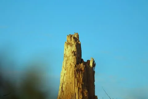 Broken tree trunk.Big Old break broken tree at autumn cloudy sky.Dramatic L.. Stock Photos