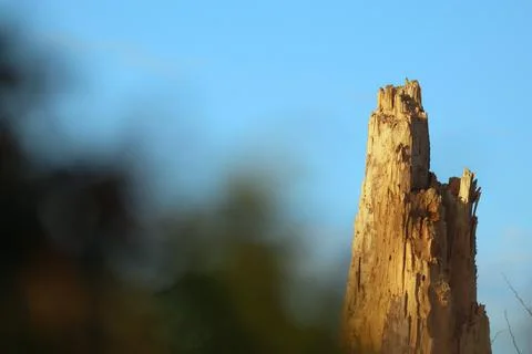 Broken tree trunk.Big Old break broken tree at autumn cloudy sky.Dramatic L.. Stock Photos