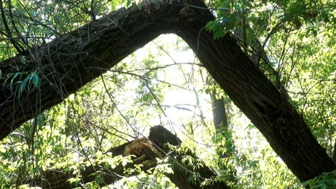 Broken tree trunks Stock Footage 197015129