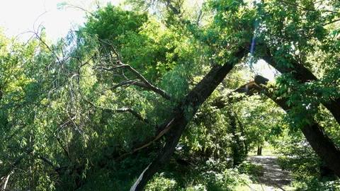 Broken tree trunks with green leaves in 4K Stock Footage 150722301