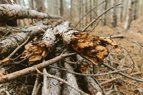 Broken tree trunks with rough ends in forest Stock Photos