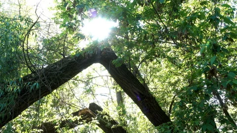 Broken tree trunks in a sunny green forest in 4K Stock Footage 134567689