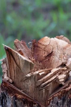 A broken tree that was cut Stock Photos