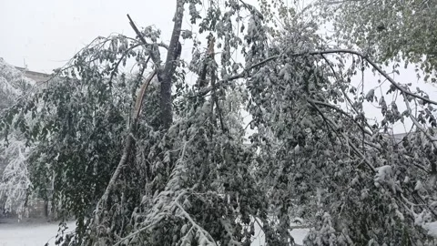 A broken tree from the weight of snow in winter. Branches: the tree broke during Stock Footage 318207035