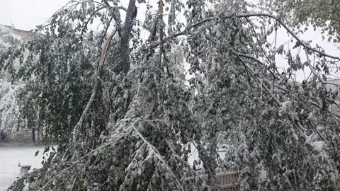 A broken tree from the weight of snow in winter. Branches: the tree broke during Stock Footage 318207041