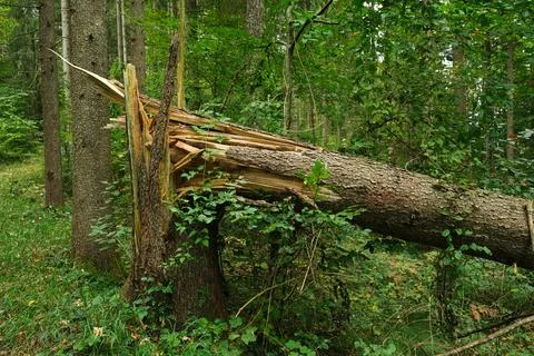 Broken Tree in the Wild Alpine Forest, Cracked Trunk Stock Photos