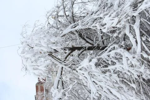 A broken tree from the winter elements in the city of Donetsk. Foto stock