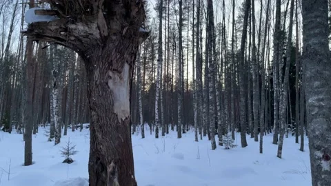 A broken tree in the winter forest Stockbeeldmateriaal 172093891