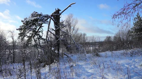 Broken tree in winter forest at sunset Stock Footage 37089103