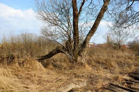 Broken tree without leaves at the beginning of spring in the marshland Stock Photos