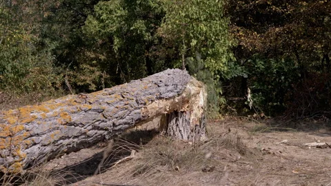 Broken Tree in the Woods Stock Footage 293186385