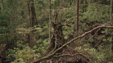 Broken Tree Wrapped in Vines in Mountain Forest - Crane Up Stock Footage 145886497