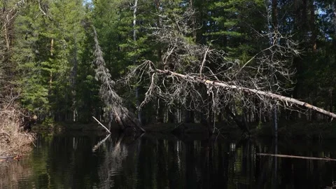 Broken trees above the river in siberian taiga Video stock 280995548