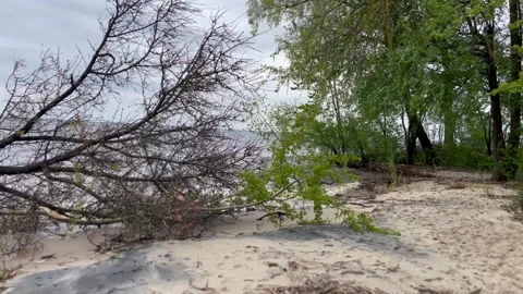 Broken Trees After Storm and Washed Up Shore Stock Footage 278099604
