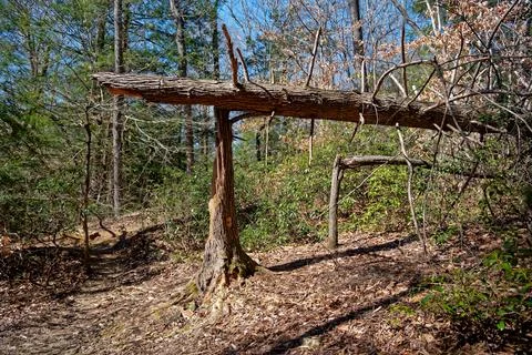 Broken trees after a storm Stock Photos