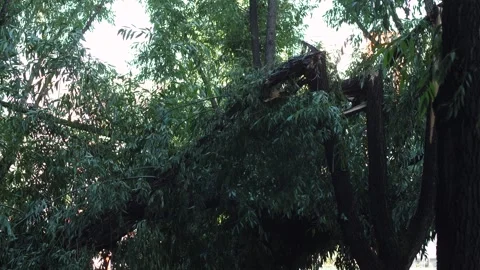 Broken trees after a strong hurricane in the city, consequences of strong w.. Stock Footage 281430083