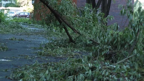 Broken trees after a strong hurricane in the city, consequences of strong w.. Stock Footage 281430093