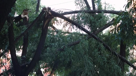 Broken trees after a strong hurricane in the city, consequences of strong w.. Stock Footage 281430112