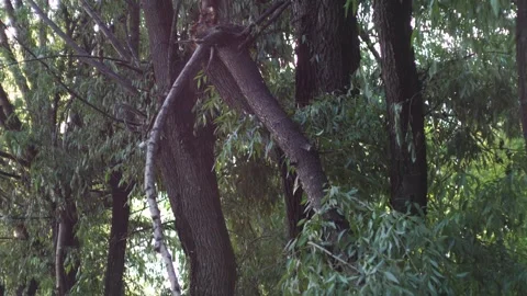 Broken trees after a strong hurricane in the city, consequences of strong w.. Stock Footage 281430124