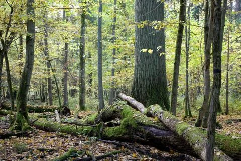 Broken trees almost declined Stock Photos