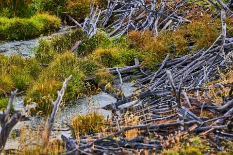 Broken trees and broken branches on the site of beaver dams in the Tierra del Stock-Fotos