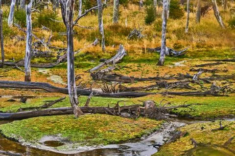 Broken trees and broken branches on the site of beaver dams in the Tierra del Stock Photos