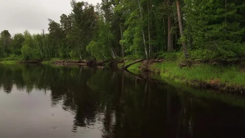 Broken trees and roots on the shore of the river Stock Footage 302182841