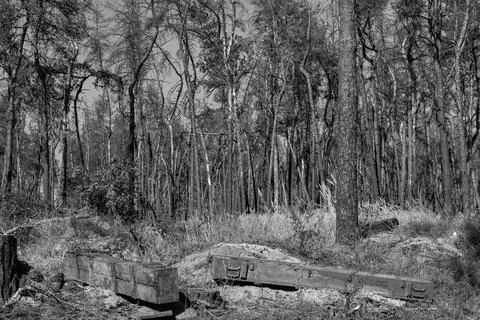 Broken trees and shell boxes are lying in the forest Stock Photos