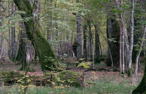 Broken trees in autumnal natural deciduous forest, Bialowieza Forest, Poland, Stock Photos