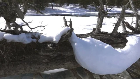 Broken Trees Covered With Snow Video stock 81408378