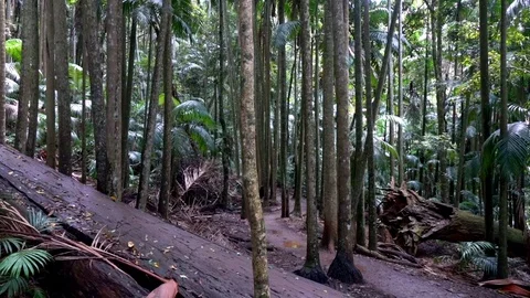 Broken trees in dense Australian rainforest Stock Footage 85152293