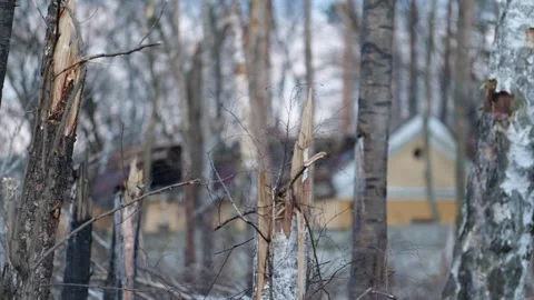 Broken trees with destroyed houses between them after the bombing. Ukraine war Stock-Footage 254207541