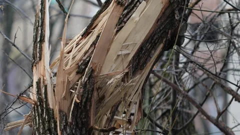 Broken trees with destroyed houses between them after the bombing. Ukraine war Stock Footage 254208744