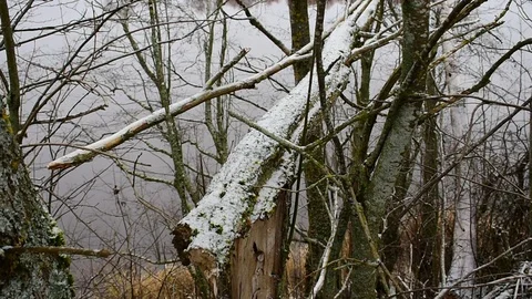 Broken trees, first snow Stock Footage 118907485