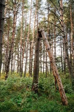 Broken trees in a forest after storm wind Stock Photos