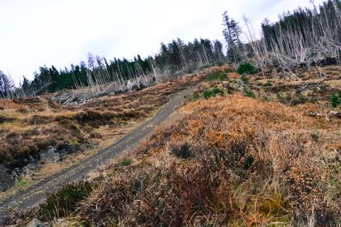 Broken trees in a forest after wind storm Foto stock