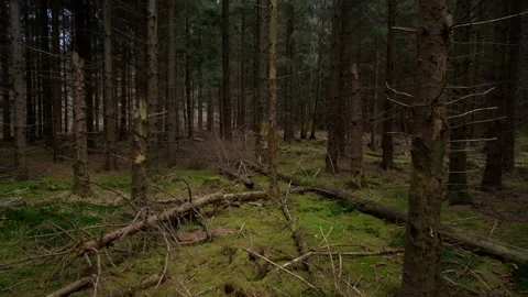 Broken trees from harsh wind inside a deep forest. Stock-Footage 167165124