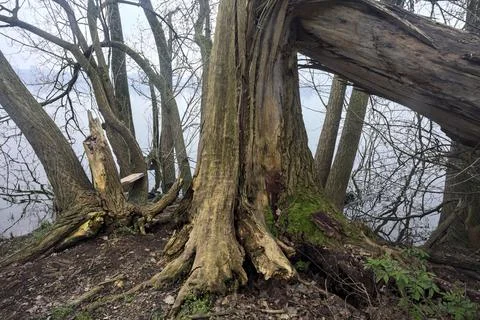 Broken trees by the lakeshore Stock Photos