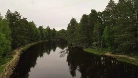 Broken trees leaning over the siberian river Stock-Footage 302182237