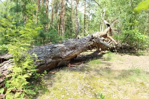 Broken trees lie on the ground. Forest after a storm wind. Consequences of .. Stock Photos