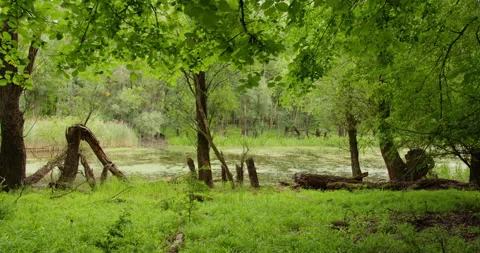 Broken trees line the shore of a still pond in the woods, bordered with reeds Stock Footage 260226440
