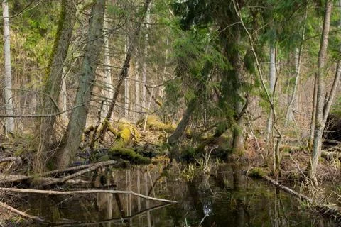 Broken trees lying in spring Stock Photos