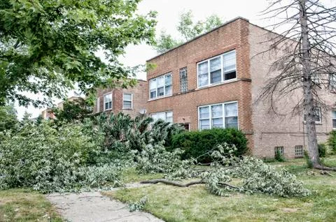 Broken Trees Outdoors Stock Photos