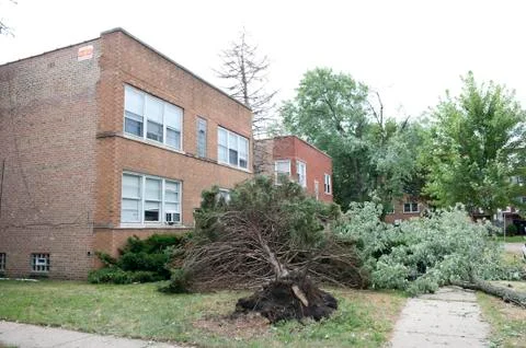 Broken Trees Stock Photos