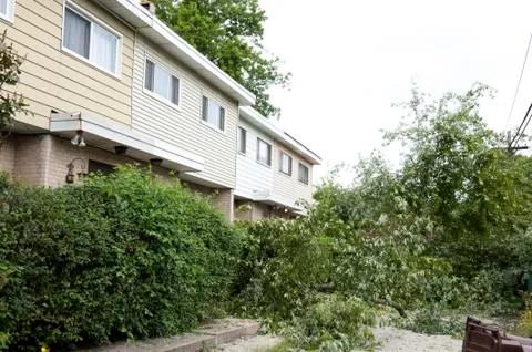 Broken Trees Stock Photos