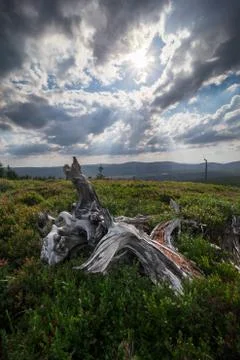 Broken trees Stock Photos