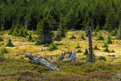 Broken trees Stock Photos